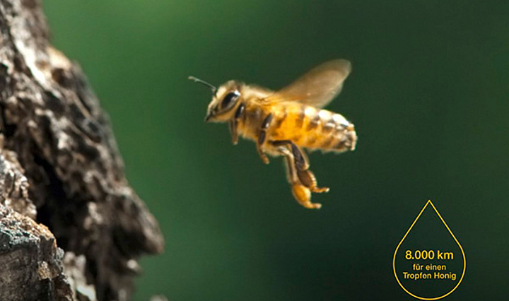 Foto einer Biene, die in der Luft schwebt
