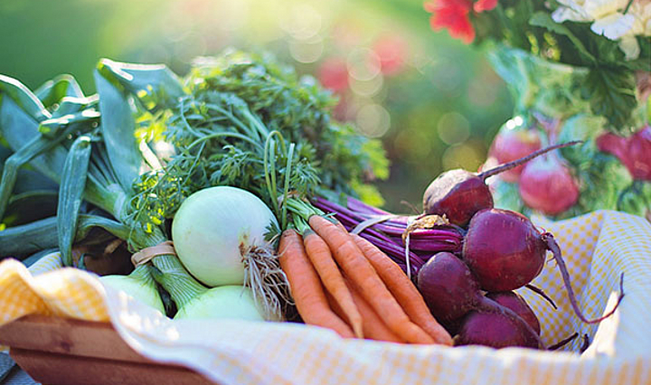 Karotten, Rote Beete und anderes Gemüse in einem Korb im Garten