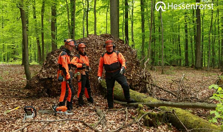 Drei Waldarbeiter in Arbeitsschutzkleidung im Wald