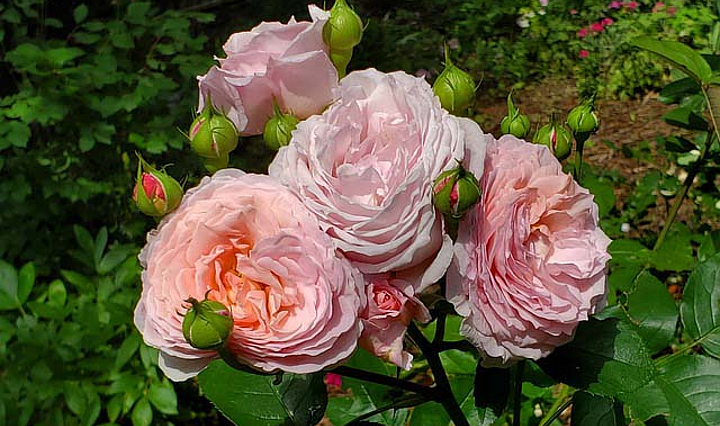 rosenstrauch mit hellrosa blühenden gefüllten Rosen