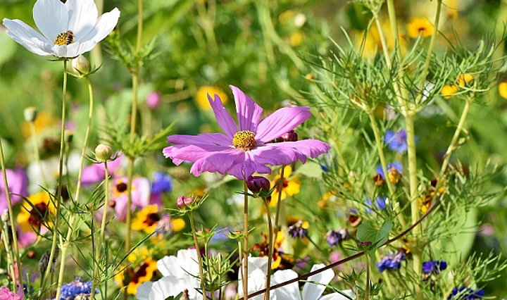 Cosmea Schmuckkörbchen wilde Blumenwiese