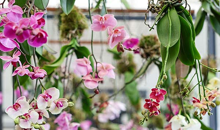 bunte von der Decke hängende Orchideenarrangements auf der Gartenschau in Fulda