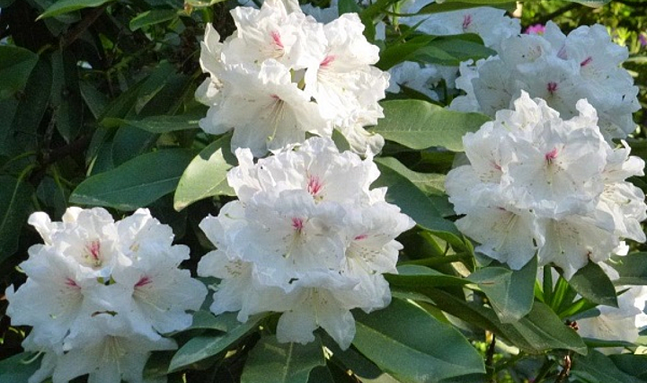 weiß blühender Rhododendronstrauch