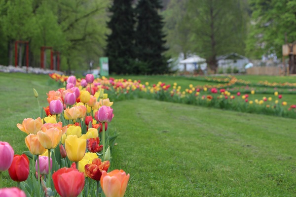 buntes Tulpenband, Frühling im Park