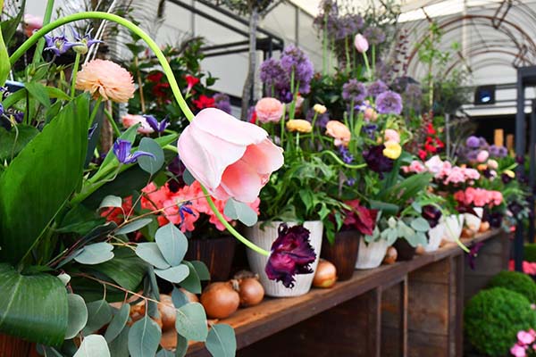 Nahaufnahme eines Arrangements mit Tulpen in der Blumenhalle